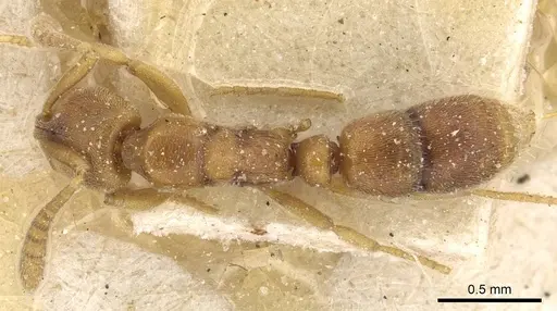 Hypoponera natalensis specimen CASENT0915201 image casent0915201_1