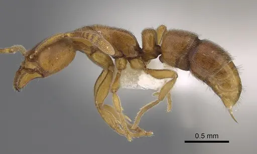 Hypoponera natalensis specimen CASENT0923395 image casent0923395_1