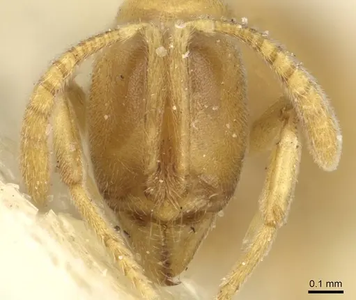 Hypoponera nippona specimen CASENT0915202 image casent0915202_2