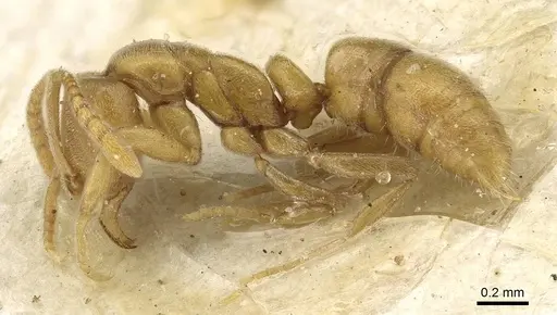 Hypoponera nippona specimen CASENT0915202 image casent0915202_3