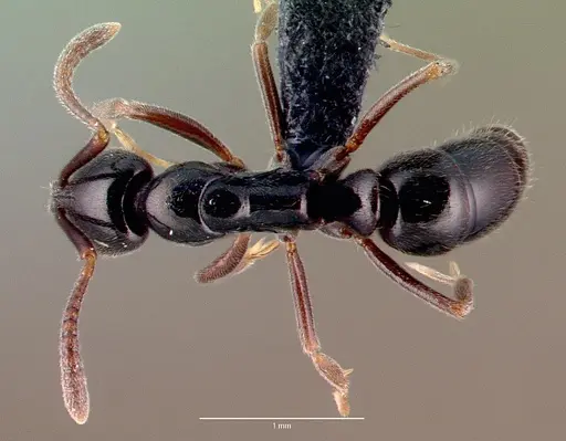 Hypoponera nitidula specimen CASENT0039771 image casent0039771_1