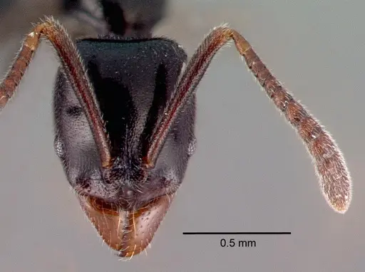 Hypoponera nitidula specimen CASENT0039771 image casent0039771_2