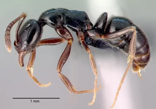 Hypoponera nitidula specimen CASENT0039771 image casent0039771_3