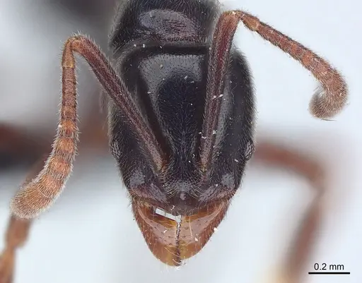 Hypoponera nitidula specimen CASENT0073874 image casent0073874_1