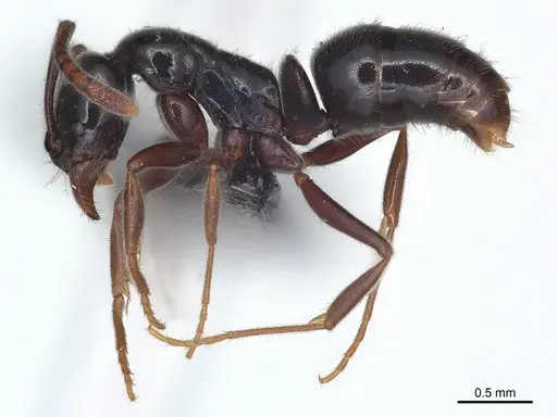 Hypoponera nitidula specimen CASENT0073874 image casent0073874_2