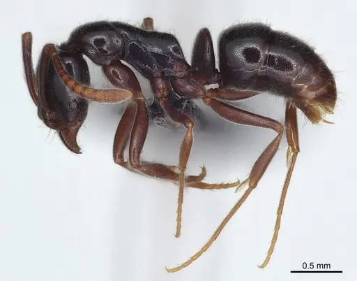 Hypoponera nitidula specimen CASENT0073886 image casent0073886_2