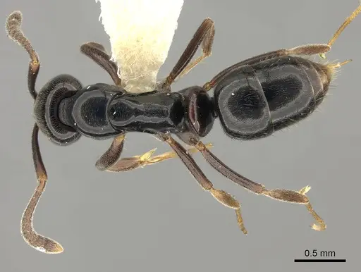 Hypoponera nitidula specimen CASENT0260430 image casent0260430_1