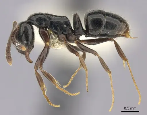 Hypoponera nitidula specimen CASENT0260430 image casent0260430_3
