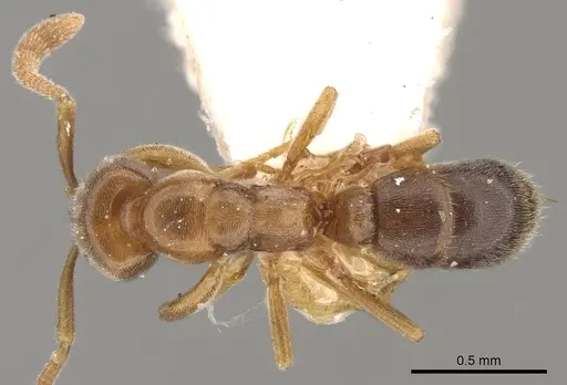 Hypoponera nivariana specimen CASENT0281909 image casent0281909_1