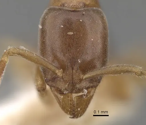 Hypoponera nivariana specimen CASENT0281909 image casent0281909_2