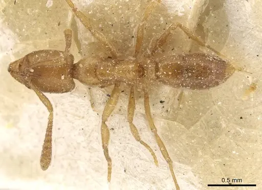 Hypoponera nivariana specimen CASENT0915203 image casent0915203_1