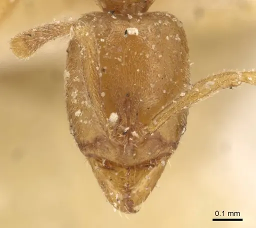 Hypoponera nivariana specimen CASENT0915203 image casent0915203_2