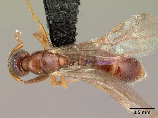 Hypoponera occidentalis specimen CASENT0088692 image casent0088692_1