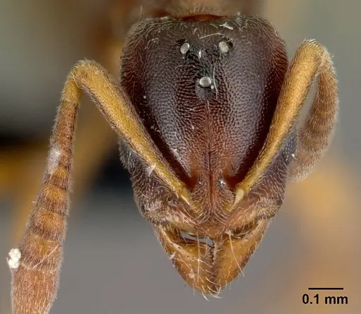 Hypoponera occidentalis specimen CASENT0088692 image casent0088692_2