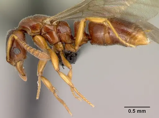 Hypoponera occidentalis specimen CASENT0088692 image casent0088692_3