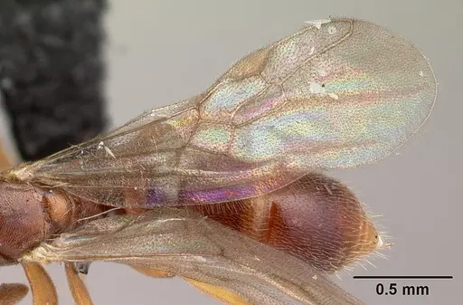 Hypoponera occidentalis specimen CASENT0088692 image casent0088692_4