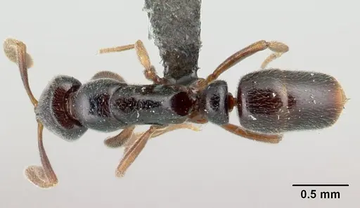 Hypoponera occidentalis specimen CASENT0192381 image casent0192381_1