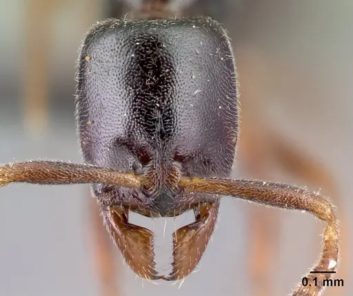 Hypoponera occidentalis specimen CASENT0192381 image casent0192381_2