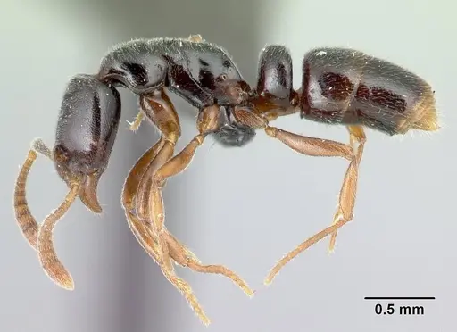 Hypoponera occidentalis specimen CASENT0192381 image casent0192381_3