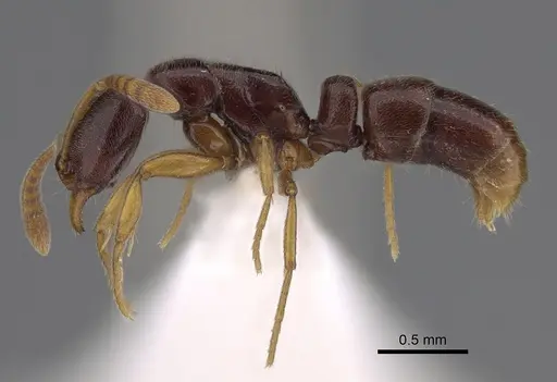 Hypoponera occidentalis specimen CASENT0218493 image casent0218493_1
