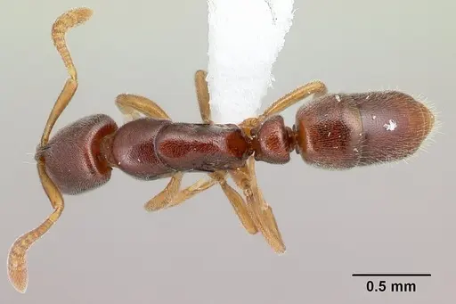 Hypoponera occidentalis specimen CASENT0218494 image casent0218494_1