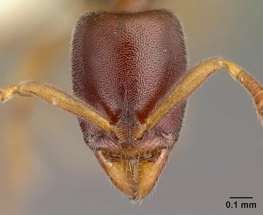 Hypoponera occidentalis specimen CASENT0218494 image casent0218494_2
