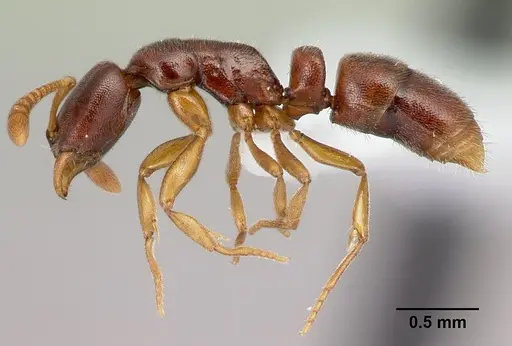 Hypoponera occidentalis specimen CASENT0218494 image casent0218494_3
