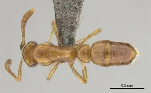 Hypoponera occidentalis specimen CASENT0250704 image casent0250704_1