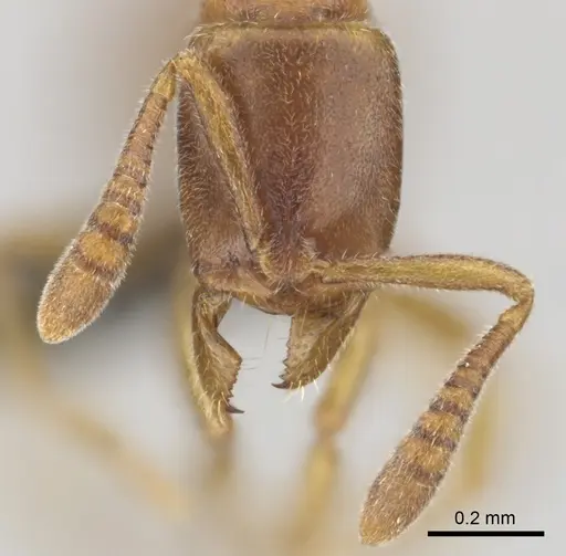 Hypoponera occidentalis specimen CASENT0250704 image casent0250704_3