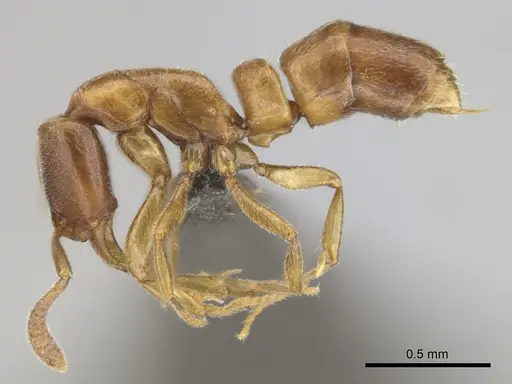 Hypoponera occidentalis specimen CASENT0250704 image casent0250704_4
