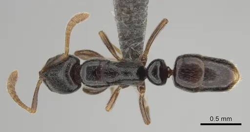 Hypoponera occidentalis specimen CASENT0250744 image casent0250744_1