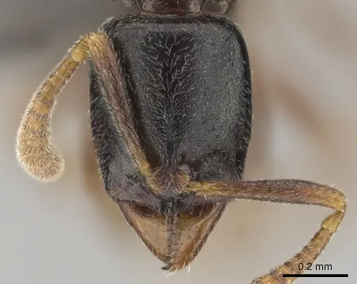 Hypoponera occidentalis specimen CASENT0250744 image casent0250744_2
