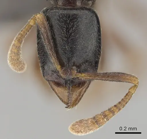 Hypoponera occidentalis specimen CASENT0250744 image casent0250744_3