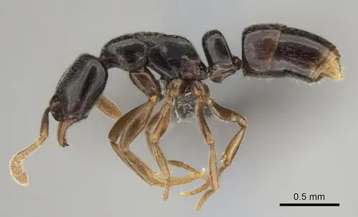 Hypoponera occidentalis specimen CASENT0250744 image casent0250744_4
