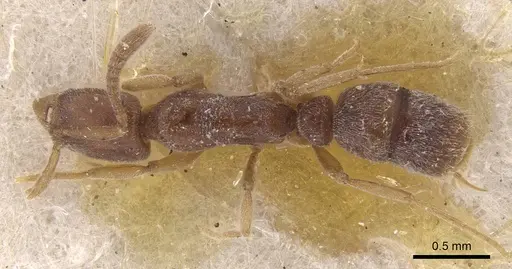 Hypoponera occidentalis specimen CASENT0915484 image casent0915484_1