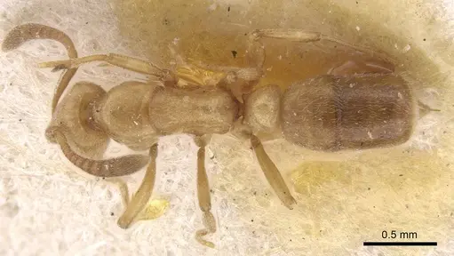Hypoponera occidentalis specimen CASENT0915485 image casent0915485_1