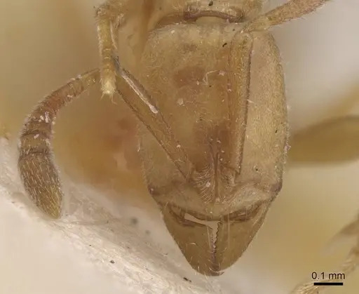 Hypoponera occidentalis specimen CASENT0915485 image casent0915485_2