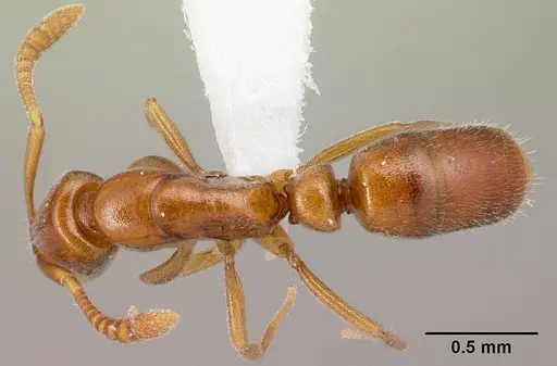 Hypoponera odiosa specimen CASENT0226603 image casent0226603_1