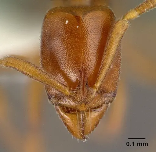 Hypoponera odiosa specimen CASENT0226603 image casent0226603_2