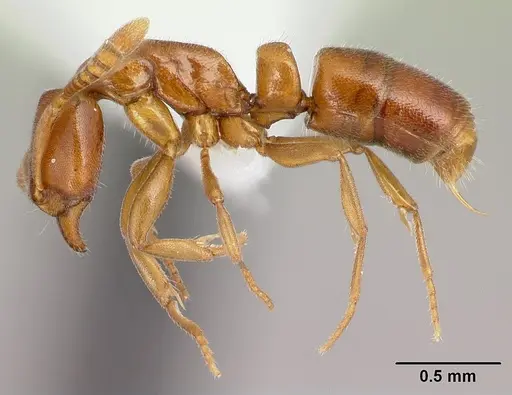 Hypoponera odiosa specimen CASENT0226603 image casent0226603_3