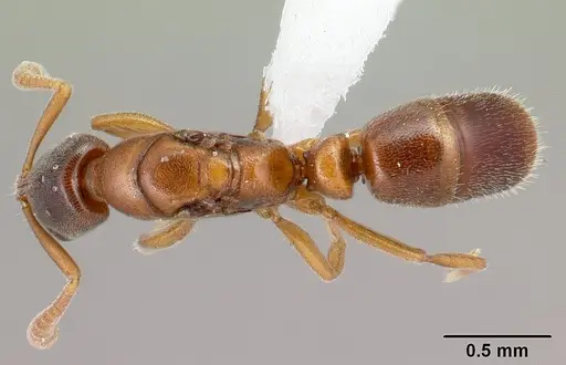 Hypoponera odiosa specimen CASENT0226620 image casent0226620_1