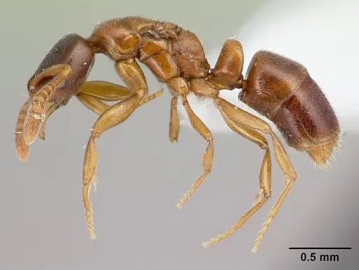 Hypoponera odiosa specimen CASENT0226620 image casent0226620_3