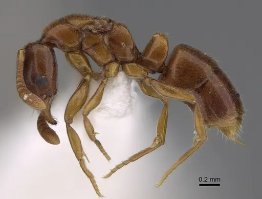 Hypoponera odiosa specimen CASENT0226623 image casent0226623_1