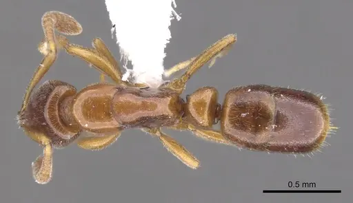 Hypoponera odiosa specimen CASENT0902557 image casent0902557_1