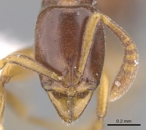 Hypoponera odiosa specimen CASENT0902557 image casent0902557_2