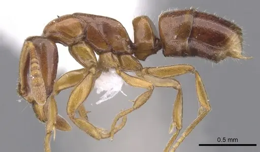 Hypoponera odiosa specimen CASENT0902557 image casent0902557_3