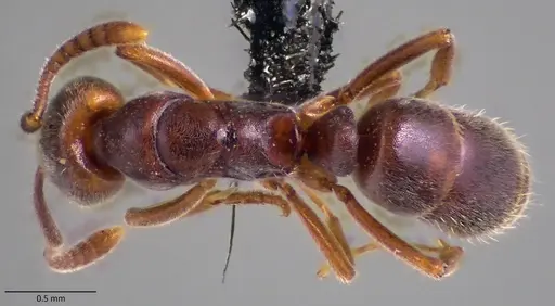 Hypoponera opaciceps specimen ANTWEB1060075 image antweb1060075_1