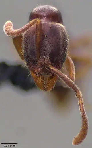 Hypoponera opaciceps specimen ANTWEB1060075 image antweb1060075_2