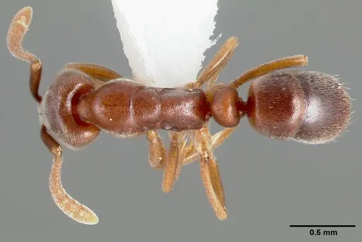 Hypoponera opaciceps specimen CASENT0005435 image casent0005435_1