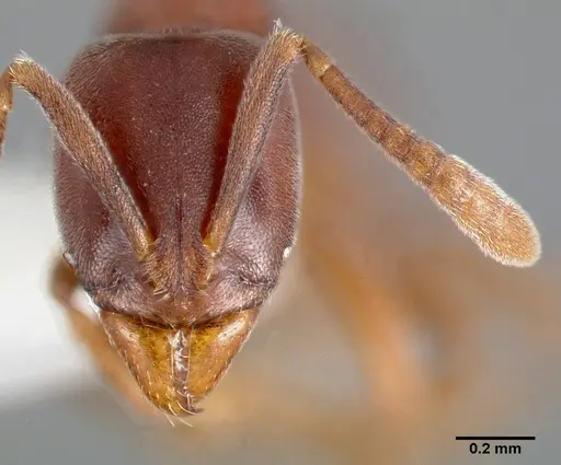 Hypoponera opaciceps specimen CASENT0005435 image casent0005435_2